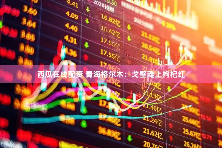 西瓜在线配资 青海格尔木：戈壁滩上枸杞红